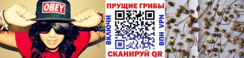 Псилоцибиновые грибы мицелий  Серпухов 